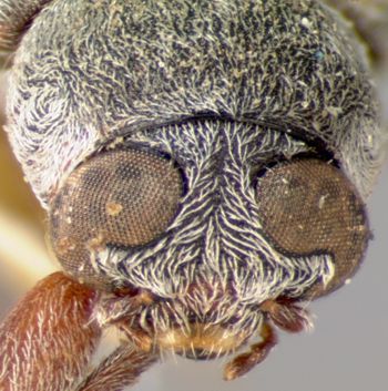 Media type: image; Entomology 8655   Aspect: head frontal view